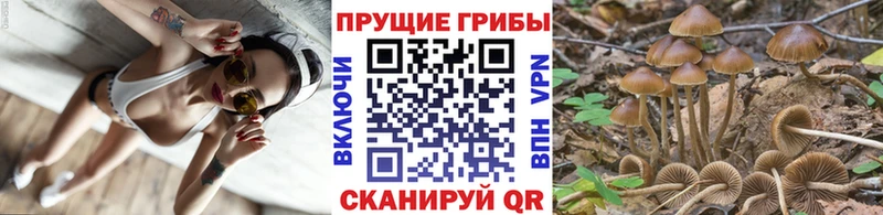 купить наркоту  Бор  Псилоцибиновые грибы мицелий 